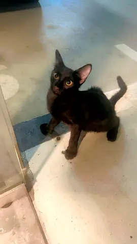 Cat looking for a home