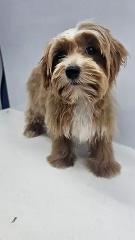 Small friendly Havanese-type dog looking for rehoming
