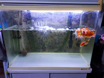 Fish tank