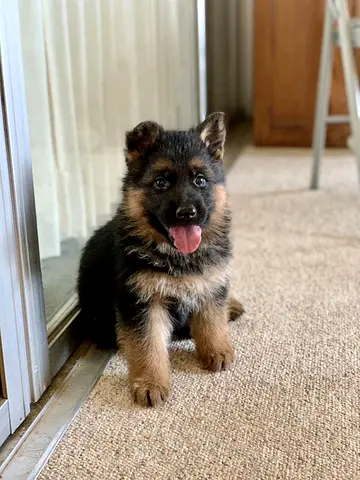 german shepherd puppies for adoption
