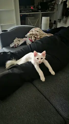 Cat for adoption