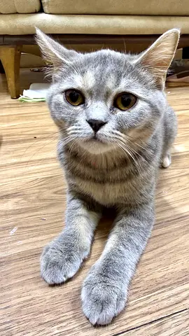 Free Adoption British Cat
