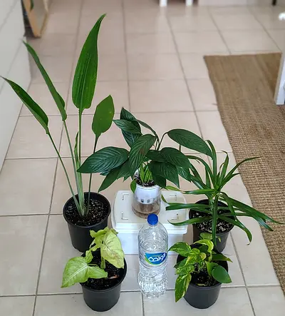 Houseplant bundle - 5 indoor potted plants, mixed varieties