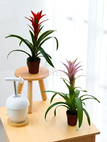 Pair of Small Indoor Bromeliad Plants in Pots - Ready to Decorate