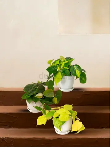 Three Pothos (Epipremnum) Houseplants in White Pots — Healthy and Ready