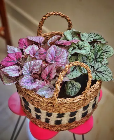 Pair of Rex Begonia plants in seagrass basket