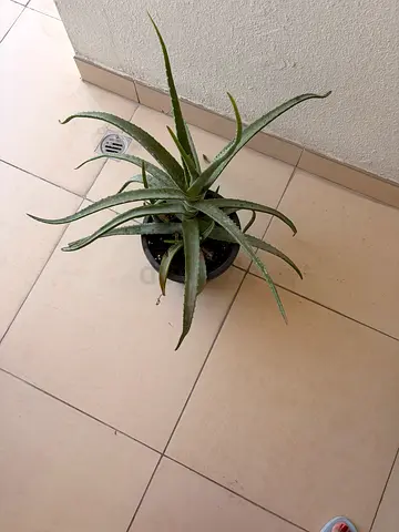 Free plant
