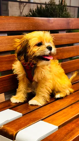 Puppy for adoption