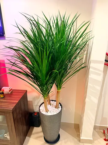 Large Natural  Dracaena/Indoor Floor Plant in Pot . Very healthy and super looking
