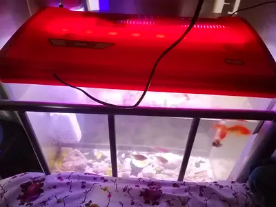 Big Aquarium with 16 Fishes, food and all accessories for sale