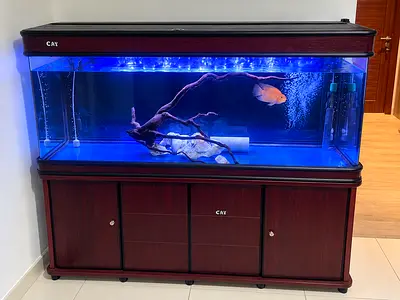CAY Fish Tank