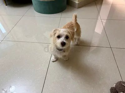 5months old Havanese puppy for adoption