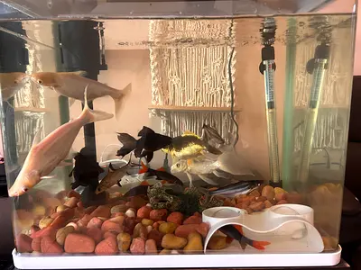Homedecor, Fish Tank