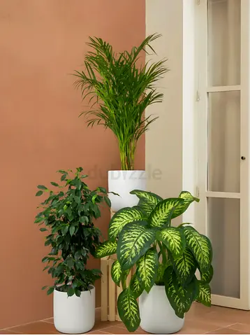 Set of 3 indoor potted plants with white planters (ready to display)