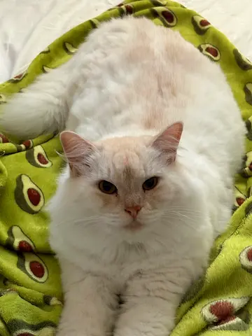 Cat for adoption