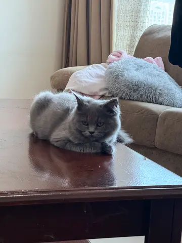 CAT BRITISH SHORT HAIR -FREE ADOPT