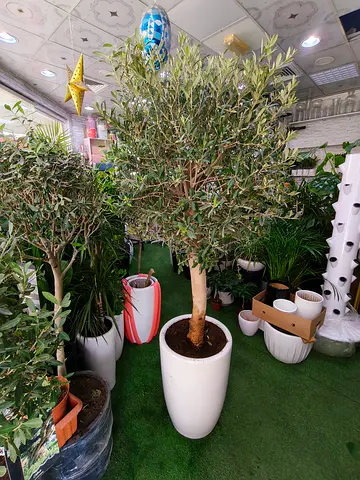 Premium thick trunk Olive Tree – Elegant Indoor & Outdoor Plant