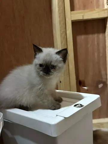 Scottish fold and Straight kitten
