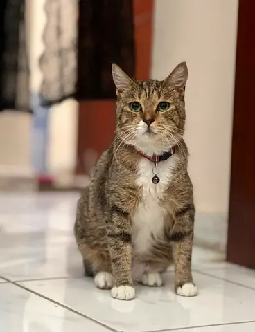Free adoption cat