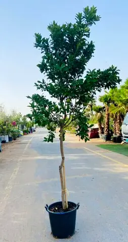 Lemon (Spanish) Tree – Outdoor Plan