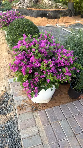I’m selling plants in doors and outdoor doors home delivery free and we are doing landscaping work