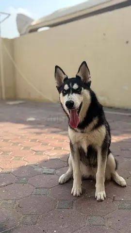 Husky for adoption