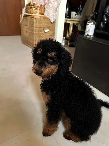 Young black & tan poodle mix puppy — friendly, house-trained