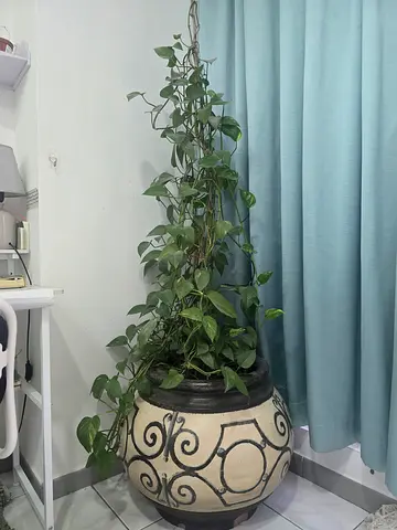 Fresh plants with expensive pots
