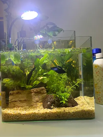 Small planted aquarium, light and decor - ready setup