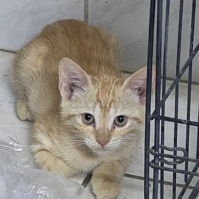 Beautiful kittens for adoption