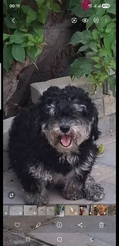 Dog for adoption