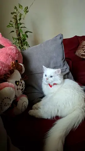 White long-haired Persian cat, young adult, calm and friendly