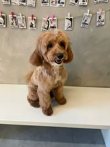 Dog Maltipoo - 4 years old