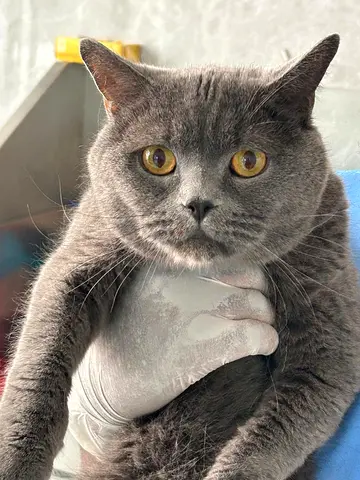 FREE ADOPTION ! British Shorthair-and Scottish fold cat, friendly adult ready for rehoming