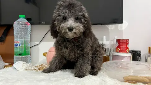 Adorable small fluffy puppy looking for a new home
