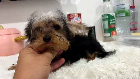 tea cup Yorkie puppy looking for a new home