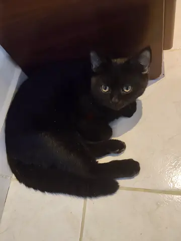 Young black male kitten born on 21st April British shorthair for adoption - friendly indoor kitten