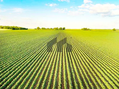 Farm for Sale | 500*500 SQ.FT | Spacious Area