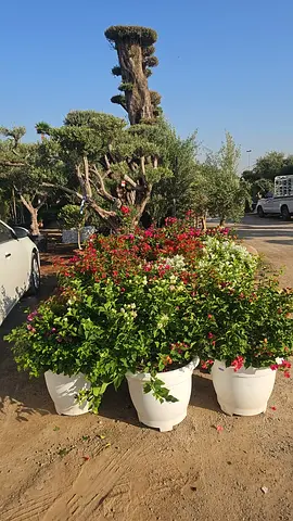 I’m selling plants in doors and outdoor doors home delivery free and doing landscaping work