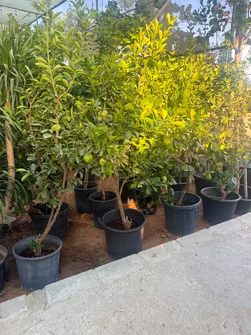 Fruit tree is available orange mango banana