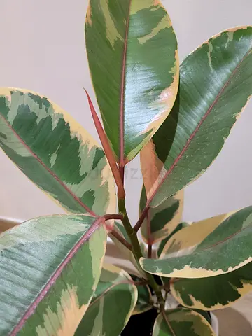 Variegated Rubber Plant - Indoor Plant