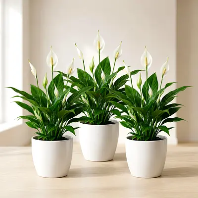 Three Peace Lily (Spathiphyllum) Indoor Potted Plants - Good Condition