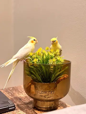Two tamed lutino cockatiels