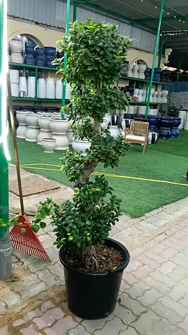 Potted Topiary Ficus bonsai Tree - Sculpted Multi-tier Indoor/Outdoor Plant