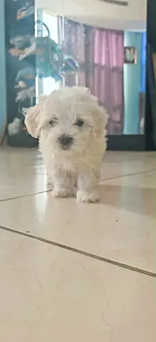Young white Bichon frise-type puppy looking for a new home - adoption.