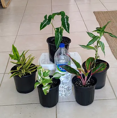 Take all 5 easy to take care indoor plants Final price , last price , best price 60 dhs only