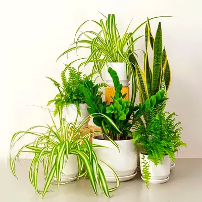 Assorted indoor potted plants collection - spider plant, snake plant, fern, zz plant