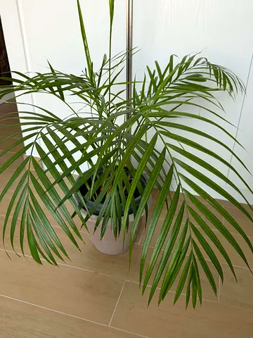 Areca Palm (Dypsis lutescens) - Healthy Indoor Potted Plant