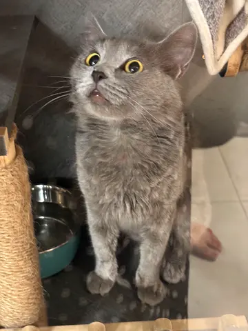 Cat for adoption
