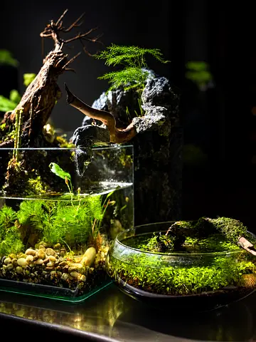 Natural Paludarium Aquarium | Aquascape & Terrarium | Bonsai | Mist System | For Sale